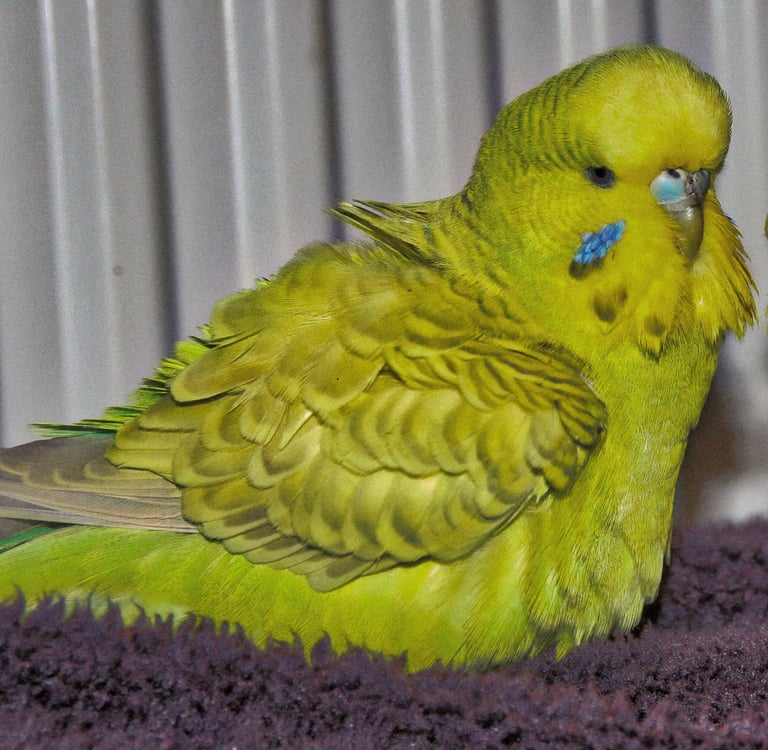 image for Cockatiel and budgie pair 