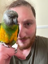 Lost Senegal parrot 