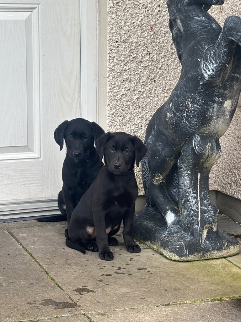 Labrador puppies 