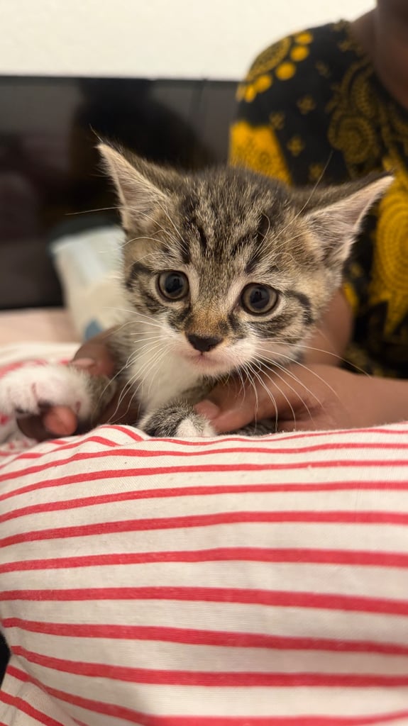 image for Kittens looking for a lovely home :)