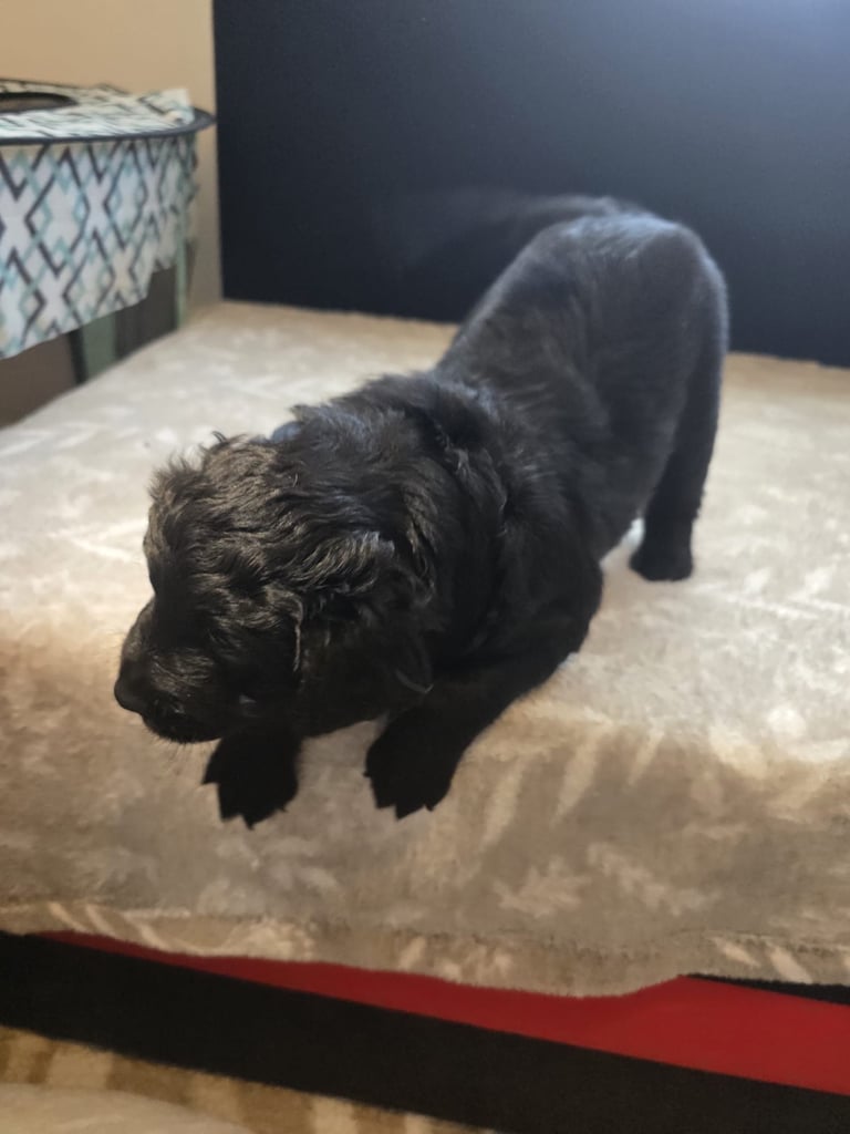 Goldador x Labrottie Miniature Puppies for Sale 