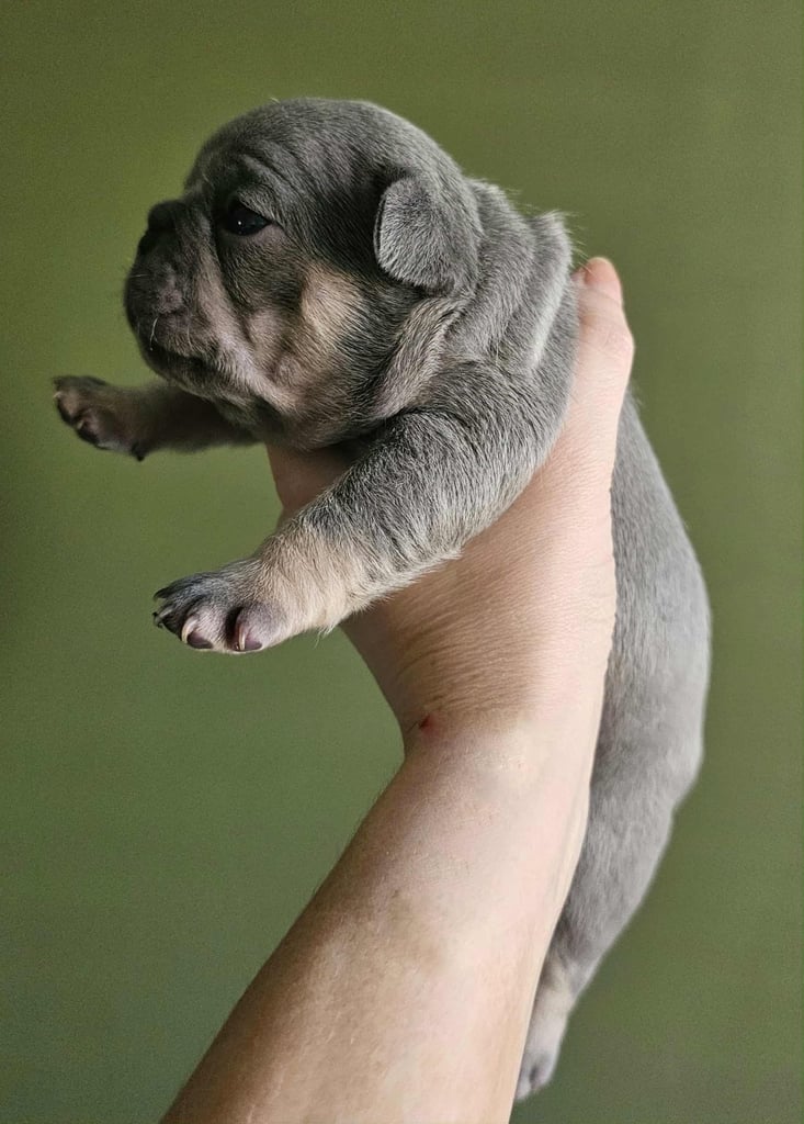 Generational Health tested French Bulldog Puppies (Only one boy and One Girl Left)