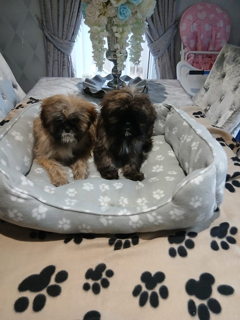 miniture shihtzu puppy