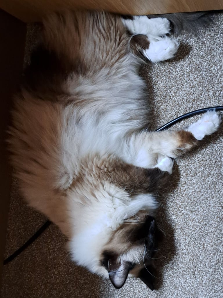 Ragdoll with Full Starter Kit