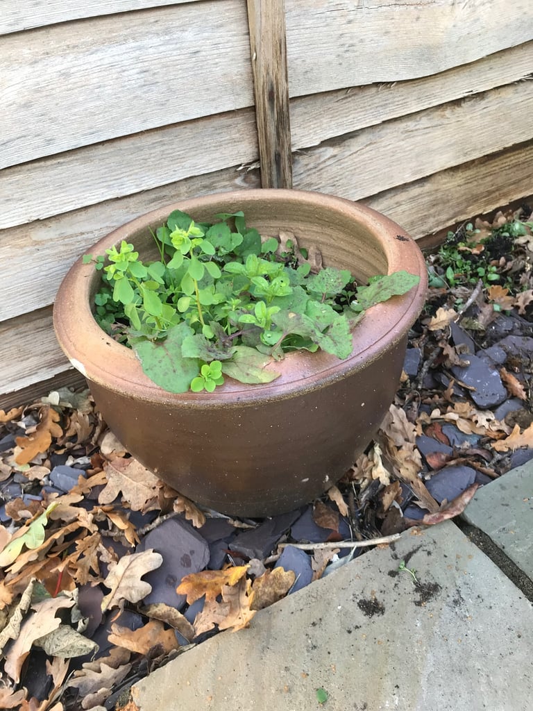 3 Garden pots