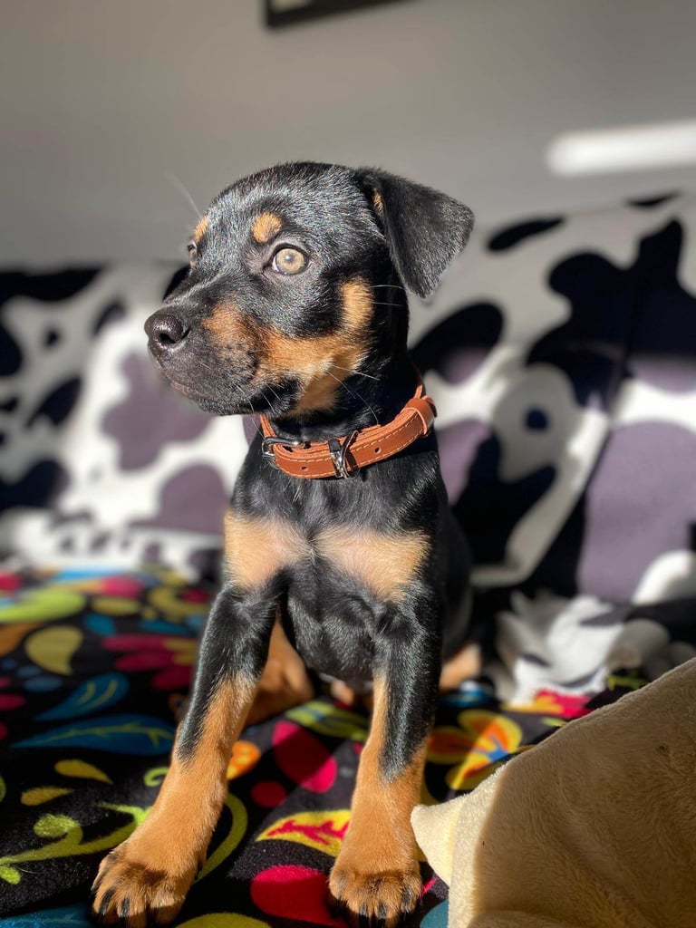 “Beautiful Ridgeback Staffy x Rottweiler Puppies – Family Raised”