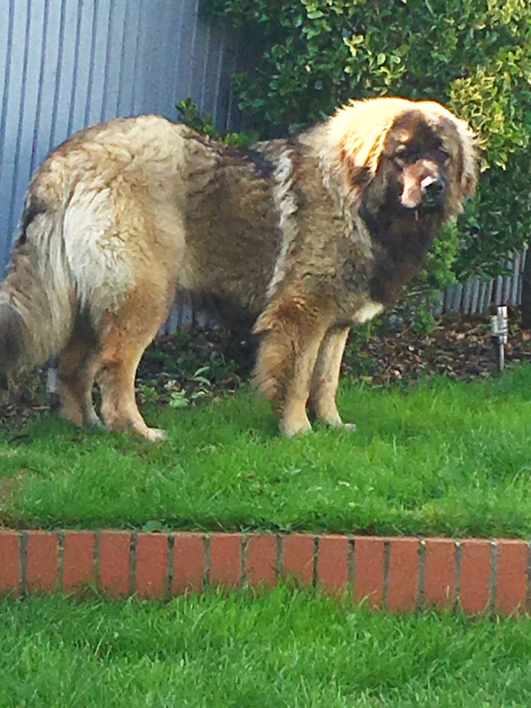 Fluffy bear  Looking for a Loving Home 🐾