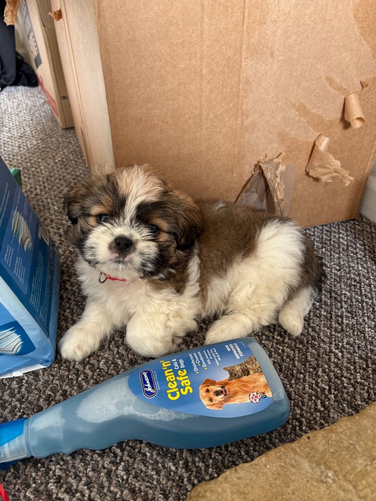 Puppy for sale 