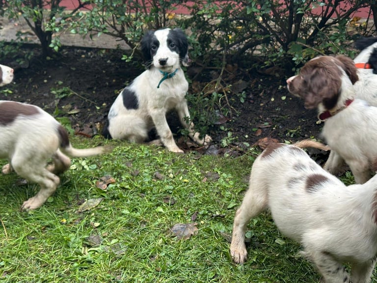 Springer spaniel pups 