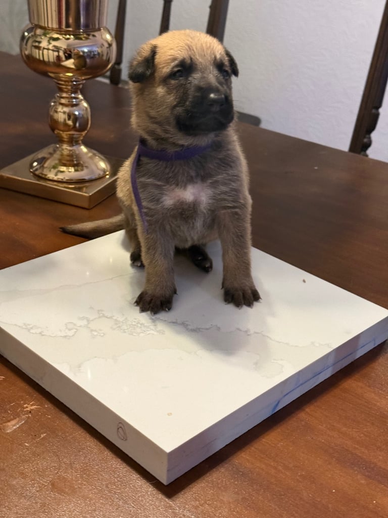 Lovely puppies shepherds for your family  