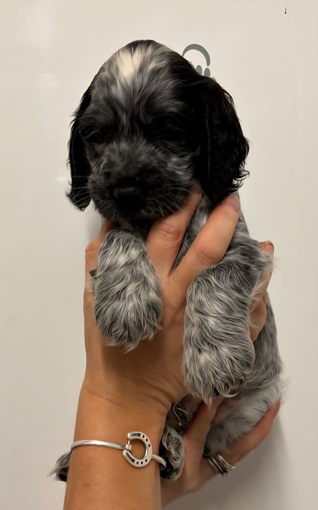 Show type cocker spaniel puppies 