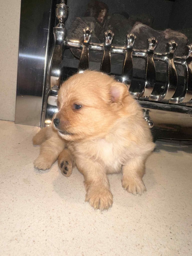 Champion blood line pomeranians 