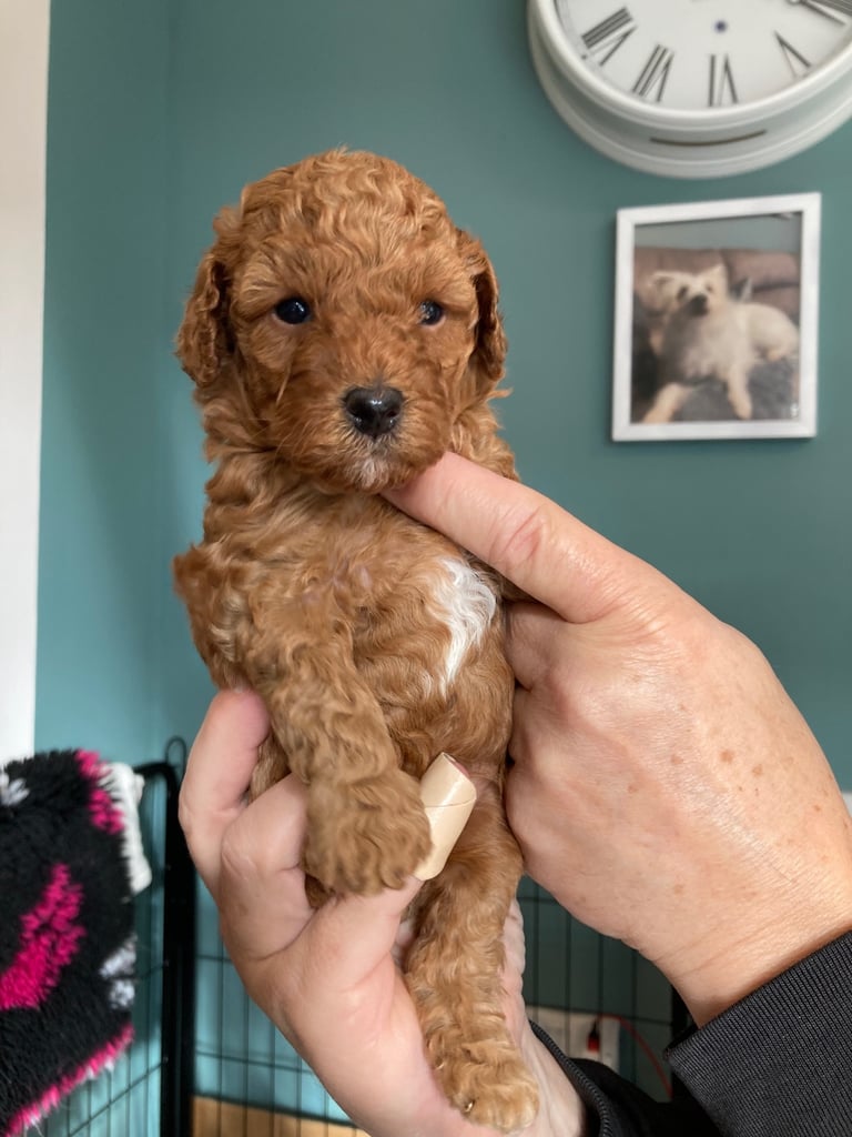 F1B TINY COCKAPOOS