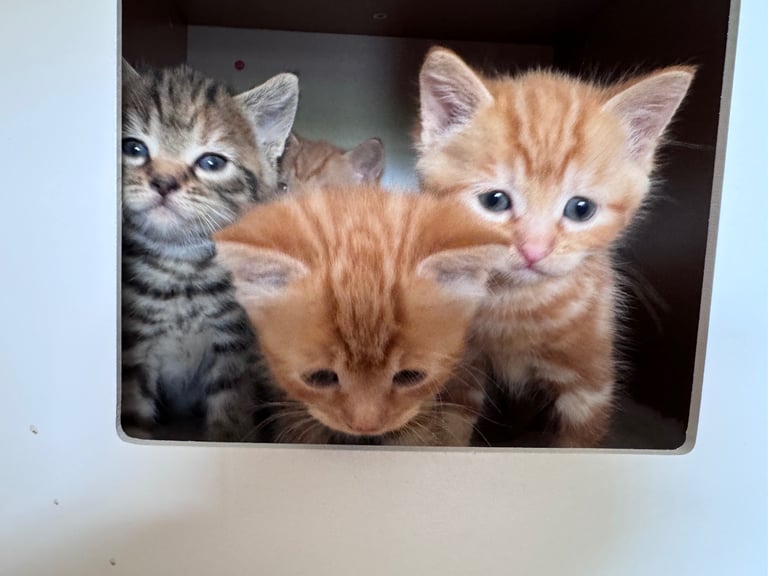 Gorgeous affectionate fluffy kittens 