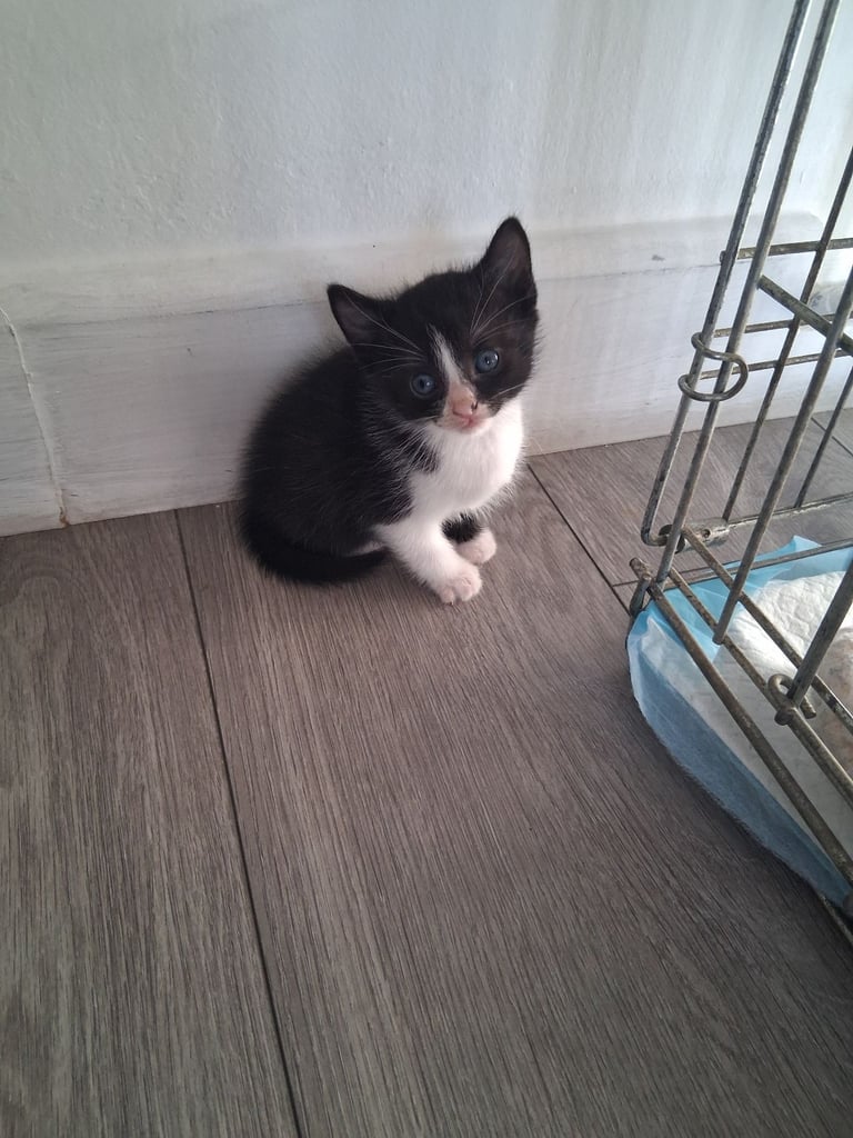 6 stunning kittens 