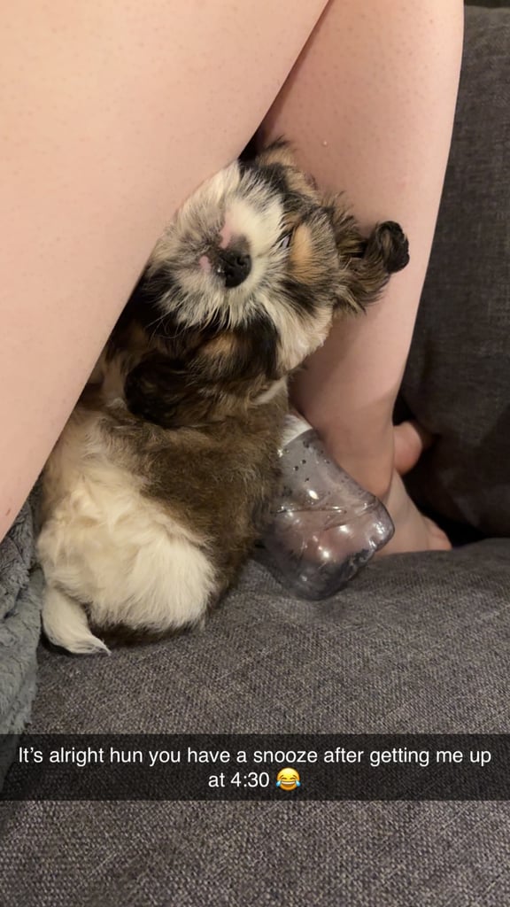 Puppy for sale 