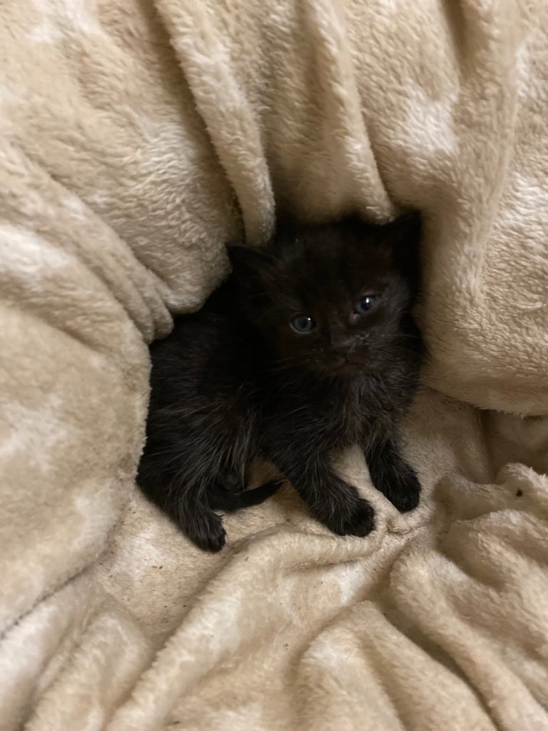 image for Black kitten