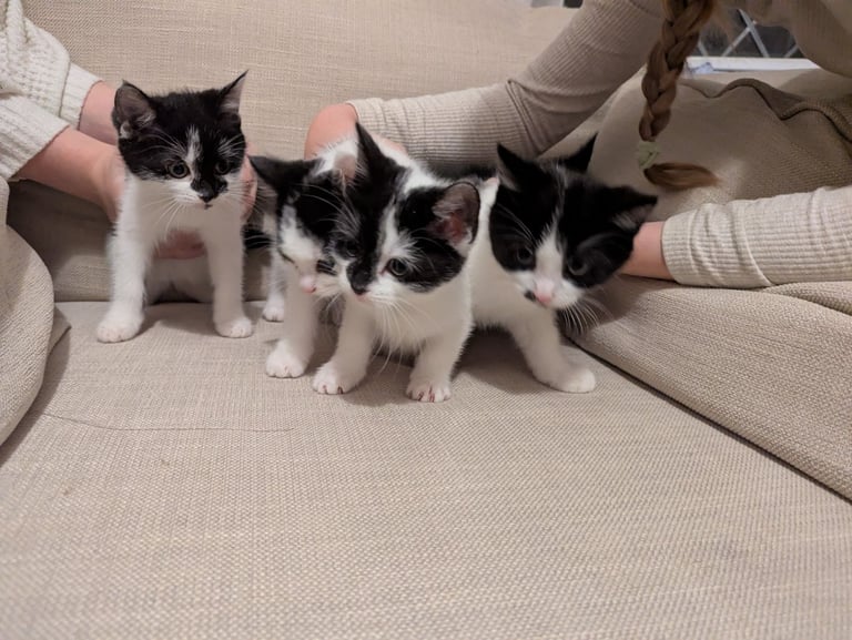 Kittens for sale