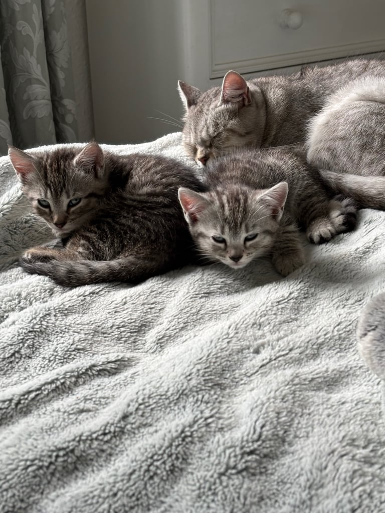 Silver tabby kittens