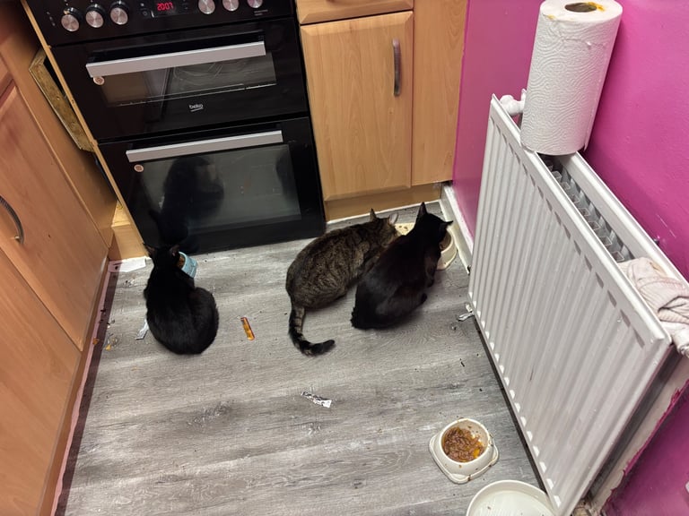 4 beautiful little black kittens looking for a new home