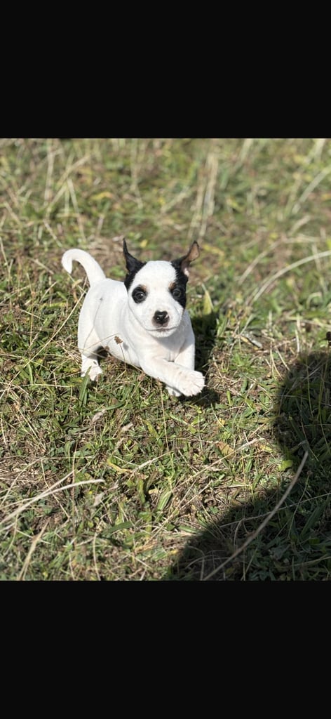 Jack Russel puppys 