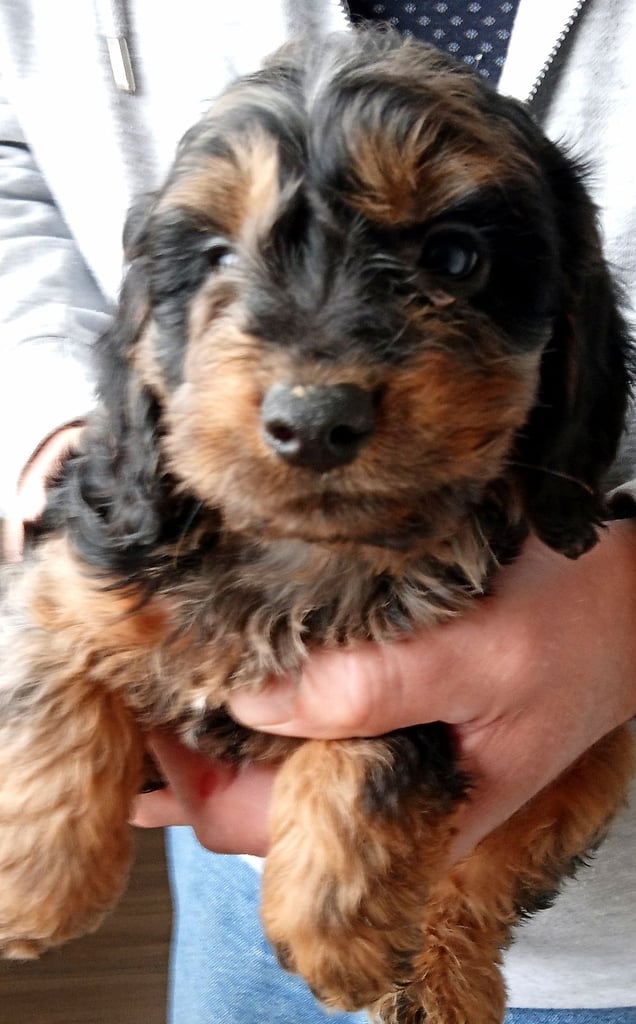 image for Cockapoo f1 Rare exceptional!! Last boy /girl ♥️