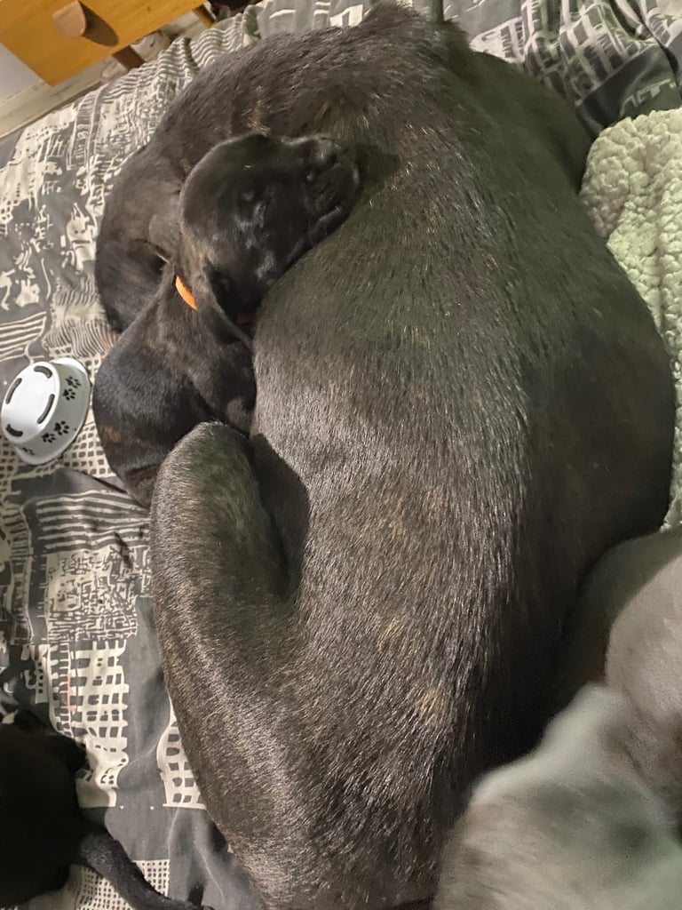 Cane corso x pressa canaro puppy’s 