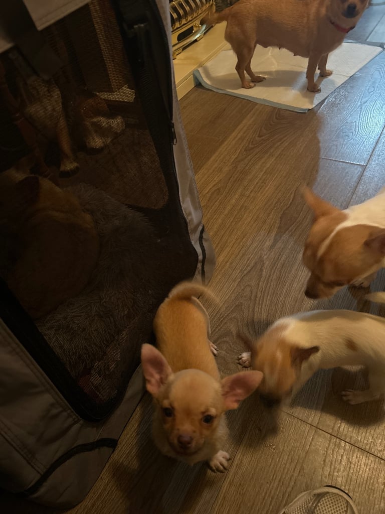 Chihuahua puppies 