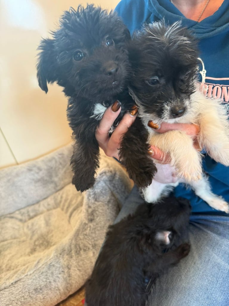 Jackapoo puppys