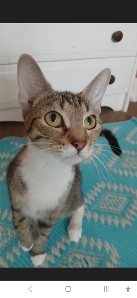 2 female  cats looking for rehoming 