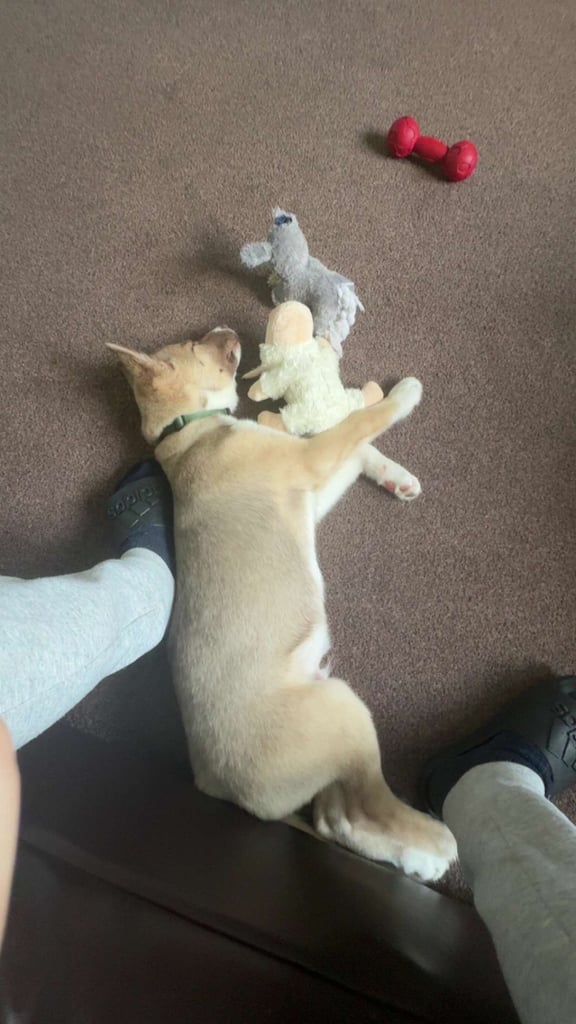 Husky x Akita huskita 
