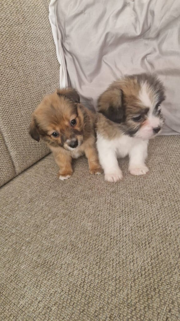 Chihuahua puppies