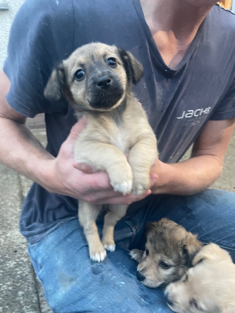 Puppies