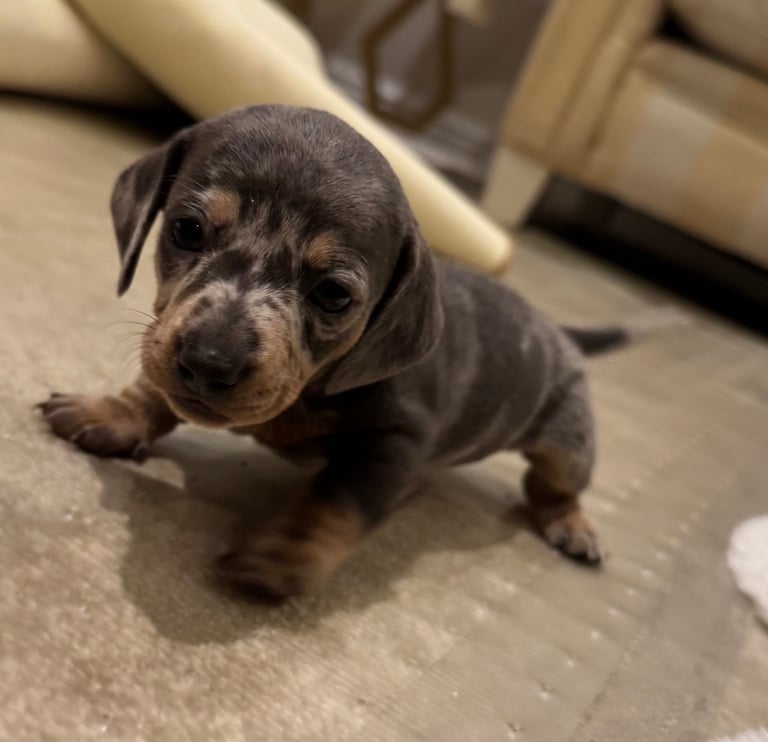Miniature dachshund puppies
