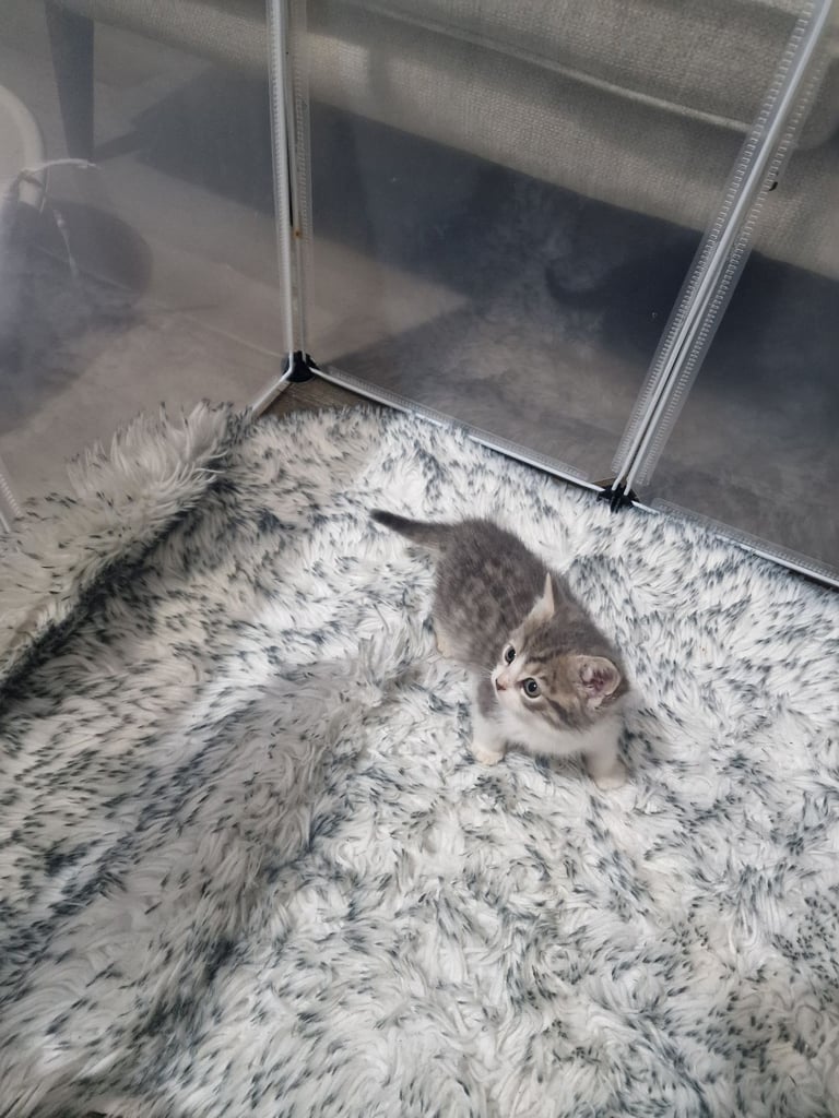 7 kittens 