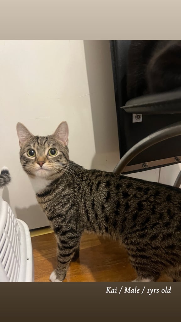 Kittens & cats available 