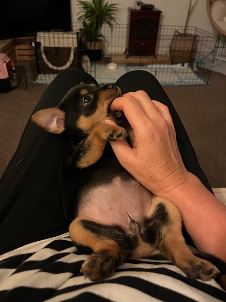 Female JRT cross (please see update below) 