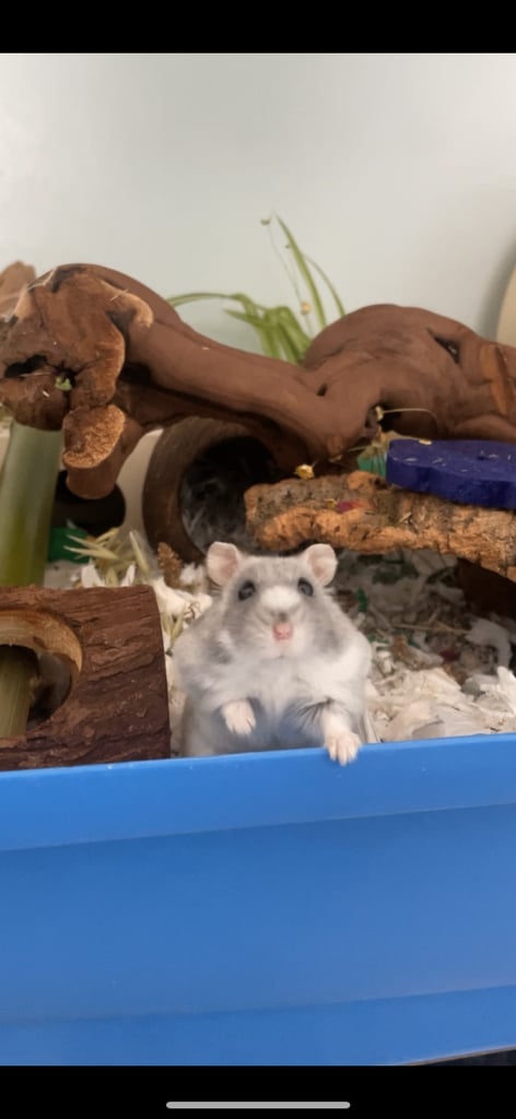 Pawhut hamster cage and lots of accessories for sale