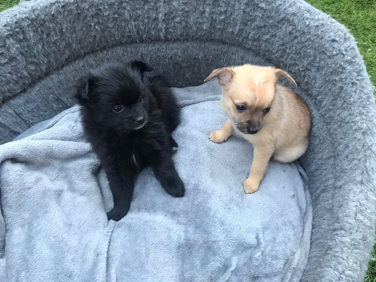 Pomeranian x Chihuahua puppies 