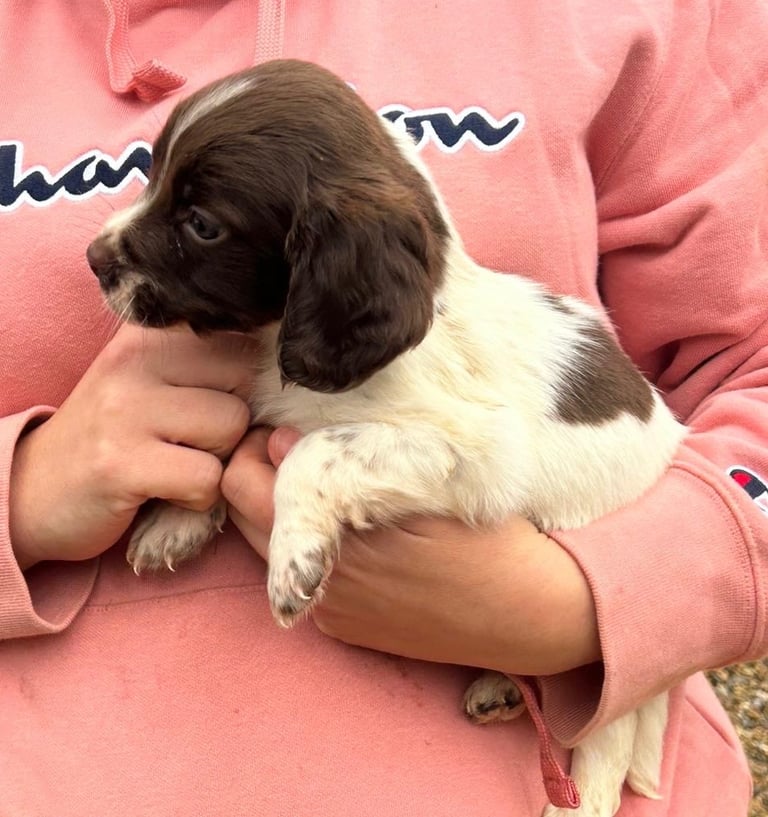 Springer spaniel puppies 