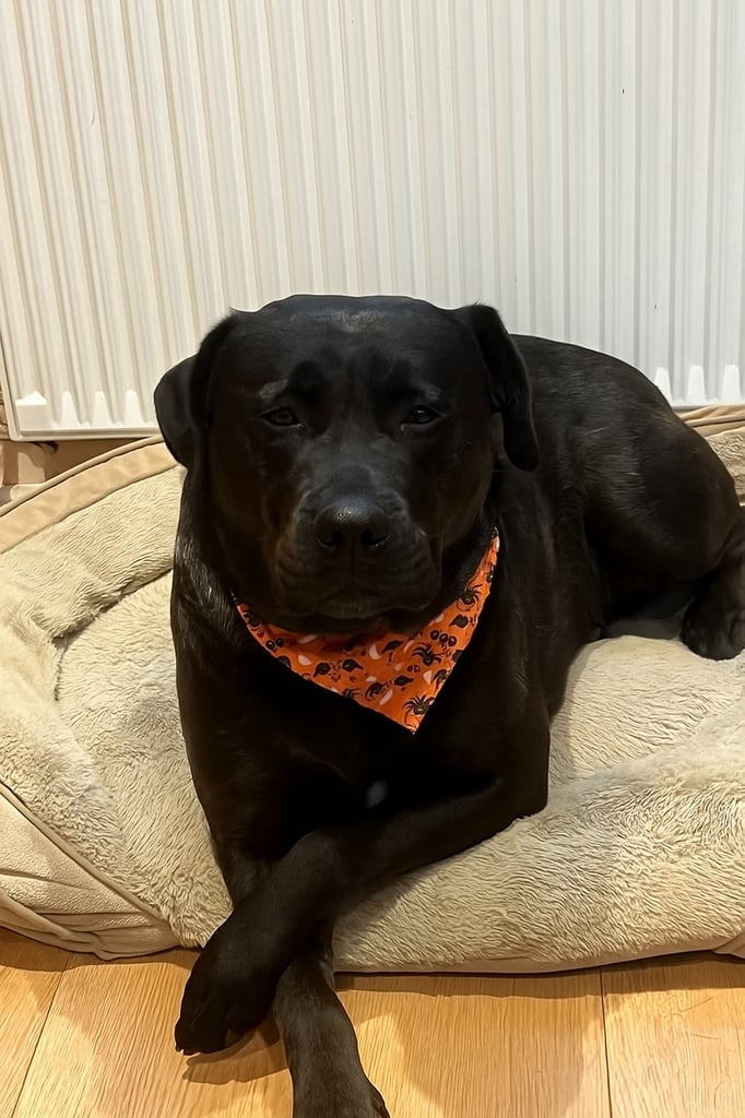 Max - Big softy needs a new home