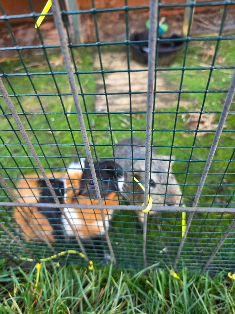 image for 2 male guinea pigs