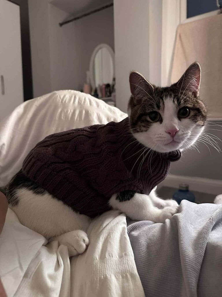 Male kitten ( Tabby)