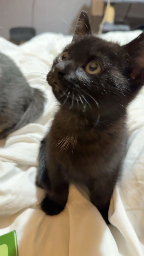 image for 🛑last kitten🛑