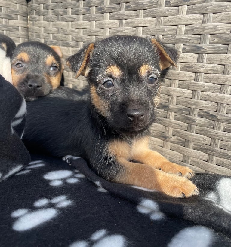 BEAUTIFUL JACK RUSSELL PUPPIES 