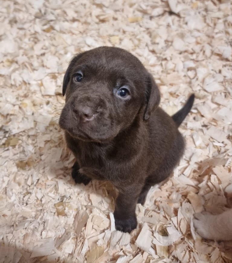Chocolate Lab Puppy Pedigree Labrador For Sale Labrador Retriever