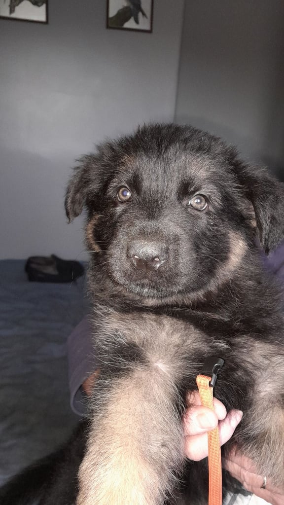 German shepherd puppies for sale 