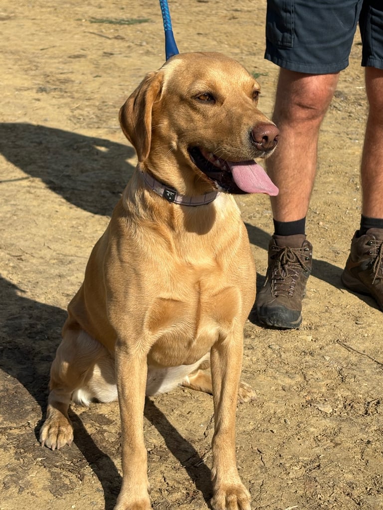 1 KC reg Dark Fox Red Labrador puppy remaining 