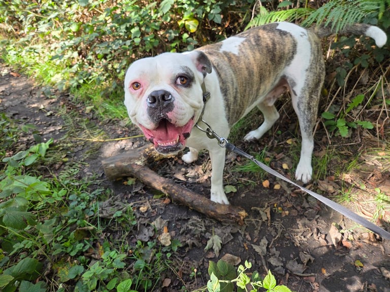 Rescue Ozzy! 3 year old American Bulldog