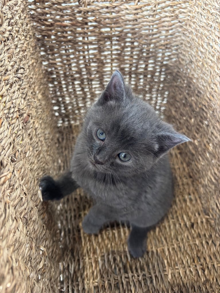Fluffy kittens 